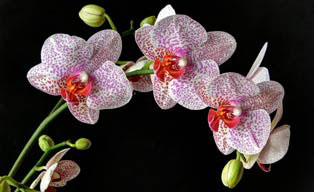 28th Anniversary Orchids